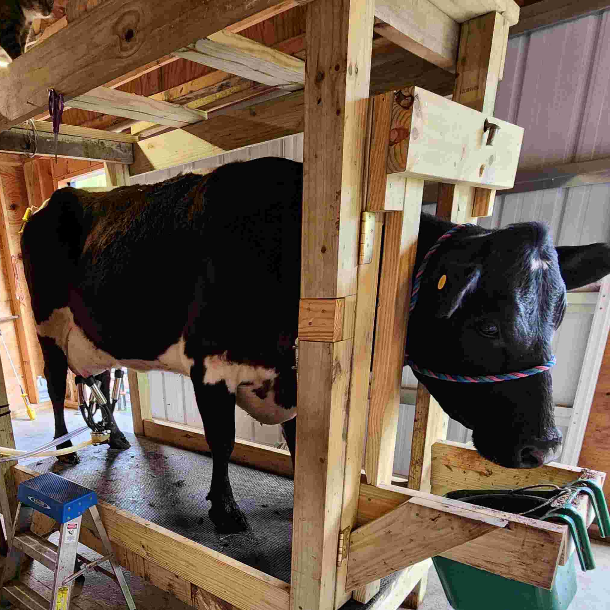 Come Milk With Me!