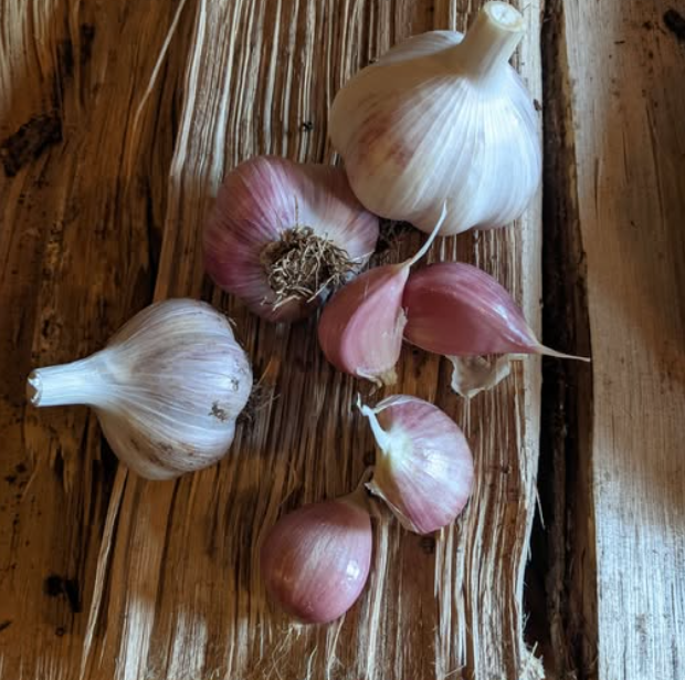 Hardneck Garlic