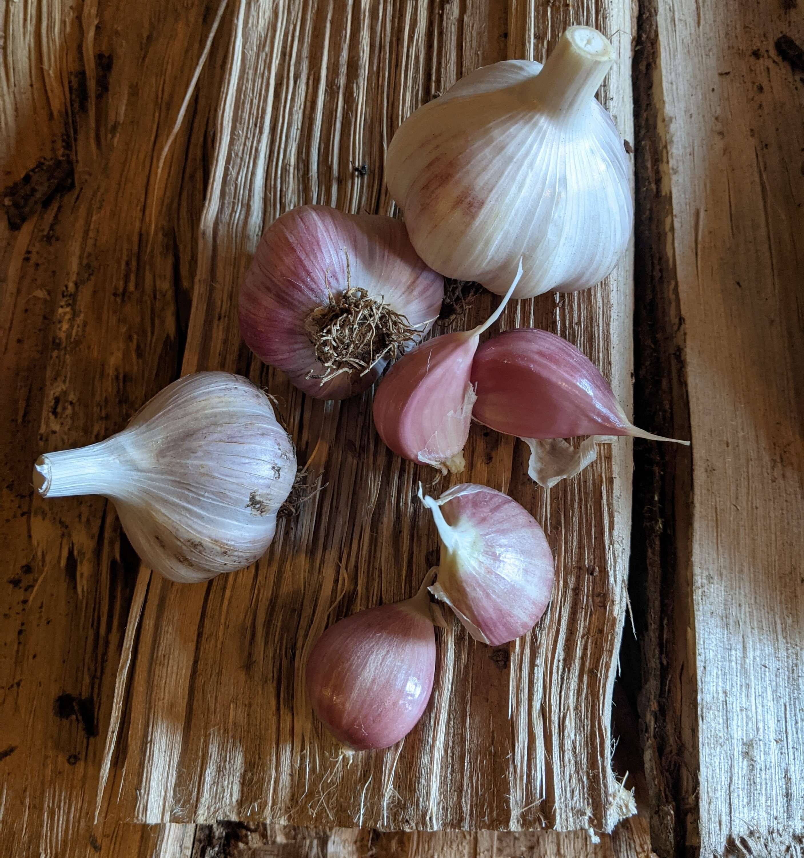 Hardneck Garlic, 3 bulbs